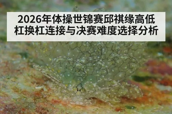 2026年体操世锦赛邱祺缘高低杠换杠连接与决赛难度选择分析